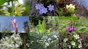 Bos en weide bloemen - Blumen Wald und Wiese