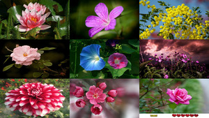 Belles Photos ... Fleurs 8 - Schne Blumen Bilder ... 8