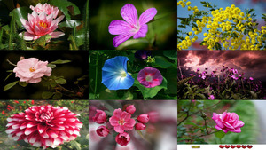 klicke hier, um die Datei herunterzuladen Belles Photos ... Fleurs 8 - Schöne Blumen Bilder ... 8