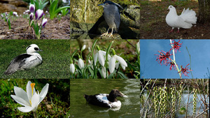 klicke hier, um die Datei herunterzuladen Het is Lente - Es ist Frühling