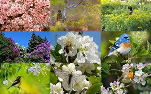 klicke hier, um die Datei herunterzuladen Spring Is Here 6 - Der Frühling ist da 6