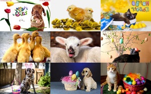 klicke hier, um die Datei herunterzuladen Easter Bunny & Co 2 - Osterhase & Co. 2