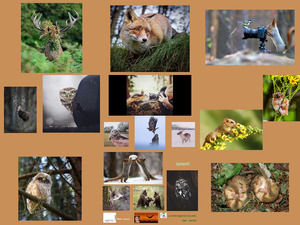 Emotional Wildlife Photos - Emotionale Wildnis Fotos