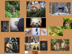 klicke hier, um die Datei herunterzuladen Emotional Wildlife Photos - Emotionale Wildnis Fotos