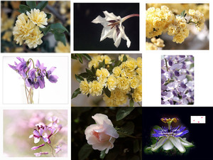 klicke hier, um die Datei herunterzuladen Art De La Photo - Les Fleurs - Art of Foto - Blumen