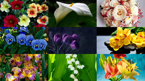 klicke hier, um die Datei herunterzuladen Bloemen 23