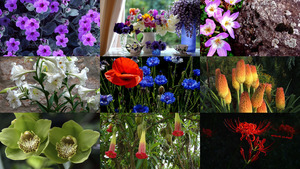 klicke hier, um die Datei herunterzuladen Blumen 26