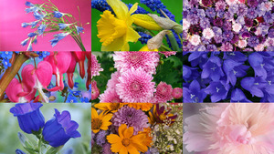 klicke hier, um die Datei herunterzuladen Blumen 25