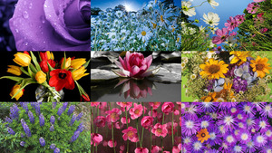 klicke hier, um die Datei herunterzuladen Blumen 27