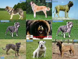 Chiens - Molosses du Monde - Muskulse Hunde