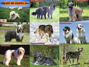 klicke hier, um die Datei herunterzuladen Chiens de Berger - Schäferhunde