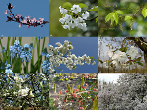 klicke hier, um die Datei herunterzuladen Springtime - Frühling