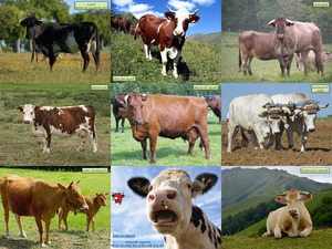 Vaches de France - Khe