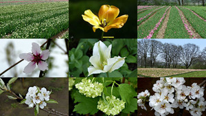 Tulpen in Zuid-Limburg - Tulpen in Sd-Limburg