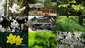 Voorjaar in de Japanse tuin - Frhling im Japanischen Garten