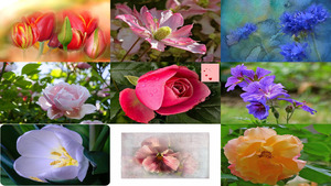 Images HDRI 44 - Fleurs - HDRI Bilder 44 - Blumen