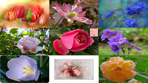 klicke hier, um die Datei herunterzuladen Images HDRI 44 - Fleurs - HDRI Bilder 44 - Blumen