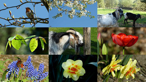 Arbeidsvitaminen - Blumen und Tiere