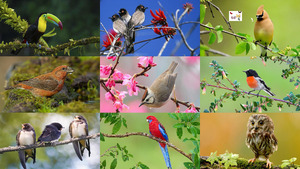 klicke hier, um die Datei herunterzuladen Voegel im Fruehling