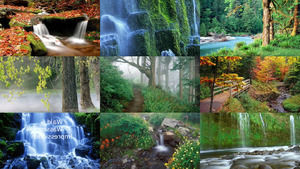 Wald Wasserimpressionen