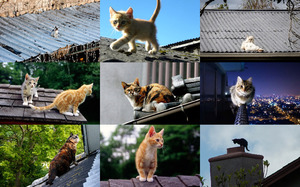 Cat on a Hot Tin Roof - Katze auf einem heien Blechdach