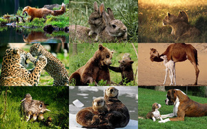 Glckliche-Muttertags-Tiermtter-1.ppsx auf www.funpot.net
