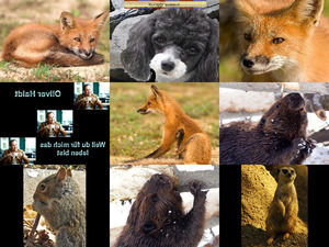 Bilder-Galerie Tiere vom 21042017 Tiere