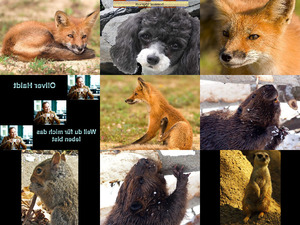 klicke hier, um die Datei herunterzuladen Bilder-Galerie Tiere vom 21042017 Tiere