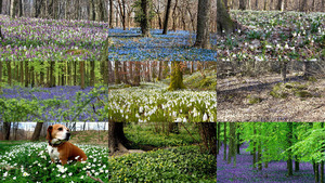 klicke hier, um die Datei herunterzuladen Frühling in den Wäldern