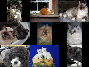 klicke hier, um die Datei herunterzuladen Katzen