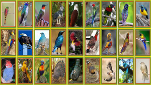 klicke hier, um die Datei herunterzuladen Wunderbare Vogelwelt