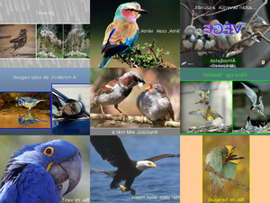 klicke hier, um die Datei herunterzuladen Wunderbare Vogelwelt2