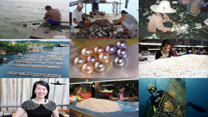 klicke hier, um die Datei herunterzuladen Muscheln Perlen Farm China