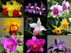 Orchideen2