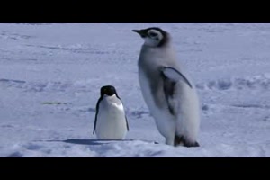 Adelie Penguin Slaps Giant Emperor Chick
