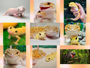 klicke hier, um die Datei herunterzuladen Immer lachender Gecko