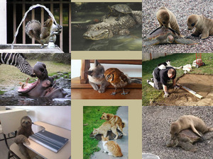 klicke hier, um die Datei herunterzuladen Ulkige Tiere