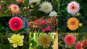 Gorgeous Dahlias - Wunderschne Dahlien