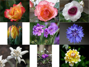 Images ... H D R I 22 Flowers - Bilder H D R I 22 Blumen