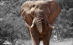 klicke hier, um die Datei herunterzuladen 21 Wild Africa