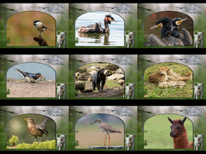 klicke hier, um die Datei herunterzuladen Amber - Tiere