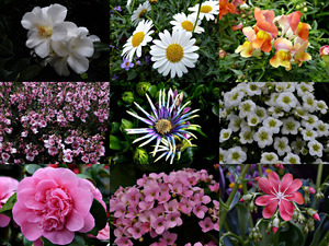klicke hier, um die Datei herunterzuladen Dream with me in the Springtime - Träume mit mir im Frühling