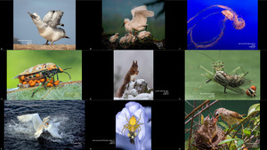 klicke hier, um die Datei herunterzuladen Sydney Harbour International Photo Awards 2017 Natur