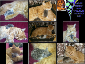 klicke hier, um die Datei herunterzuladen Bilder-Galerie vom 06052017 Katze und Igel.