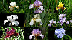 klicke hier, um die Datei herunterzuladen Irissen - Iris