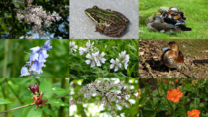 klicke hier, um die Datei herunterzuladen Zakdoekjesboom - Taschentücher Baum
