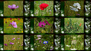 klicke hier, um die Datei herunterzuladen The field bouquet - Das Feld Bouquet
