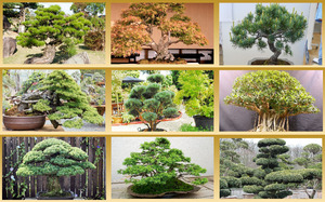klicke hier, um die Datei herunterzuladen Bonsai