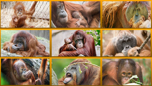 klicke hier, um die Datei herunterzuladen Orang Utan