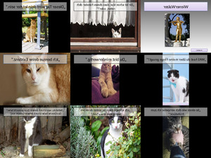 klicke hier, um die Datei herunterzuladen 16 Katzen, die ganz klar einen Mord planen